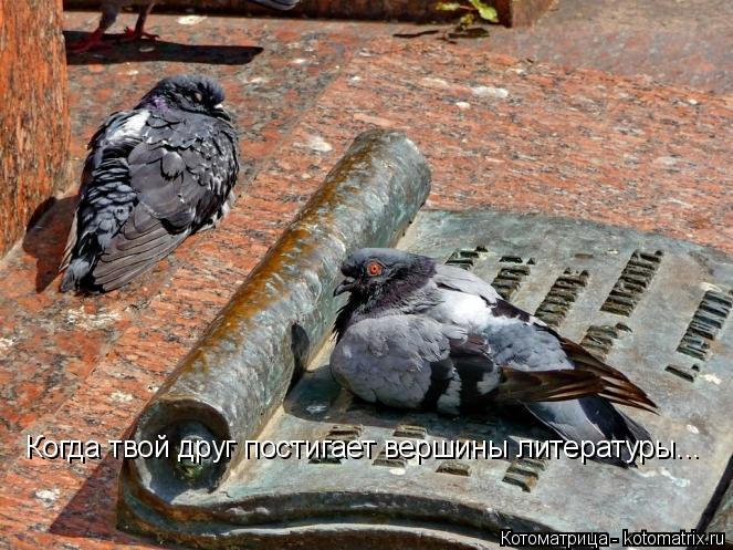 Котоматрица: Когда твой друг постигает вершины литературы...