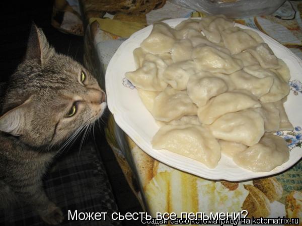 Котоматрица: Может сьесть все пельмени?