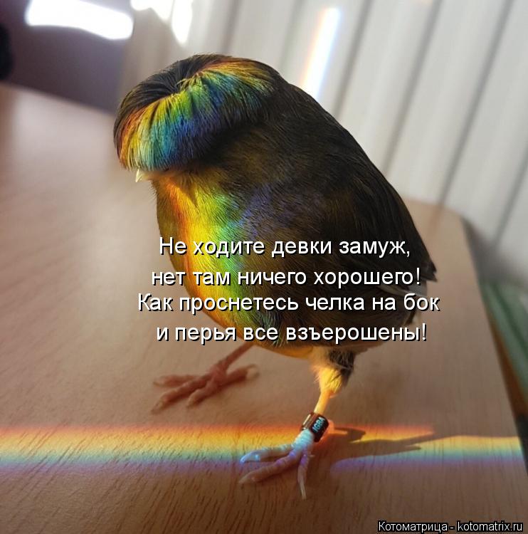 Котоматрица: Как проснетесь челка на бок Не ходите девки замуж, нет там ничего хорошего! и перья все взъерошены!