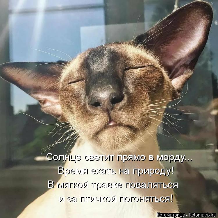 Котоматрица: Солнце светит прямо в морду... Время ехать на природу! В мягкой травке поваляться и за птичкой погоняться!