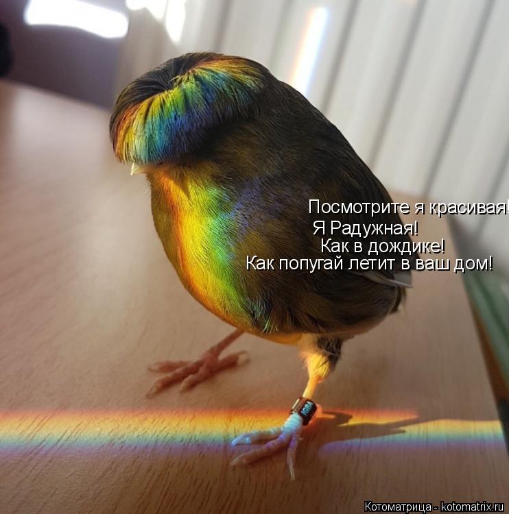 Котоматрица: Посмотрите я красивая! Я Радужная! Как в дождике! Как попугай летит в ваш дом!