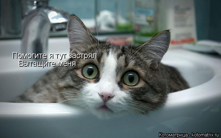 Котоматрица: Помогите я тут застрял Вытащите меня