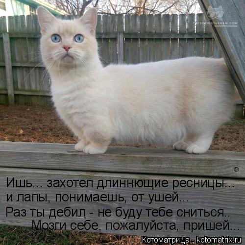 Котоматрица: и лапы, понимаешь, от ушей... Ишь... захотел длиннющие ресницы... Раз ты дебил - не буду тебе сниться.. Мозги себе, пожалуйста, пришей...