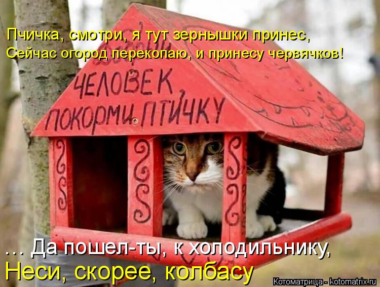 Котоматрица: Пчичка, смотри, я тут зернышки принес, Сейчас огород перекопаю, и принесу червячков! Неси, скорее, колбасу … Да пошел-ты, к холодильнику,