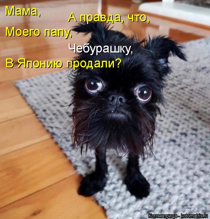 Котоматрица: Мама,  А правда, что, Моего папу,  Чебурашку,  В Японию продали?