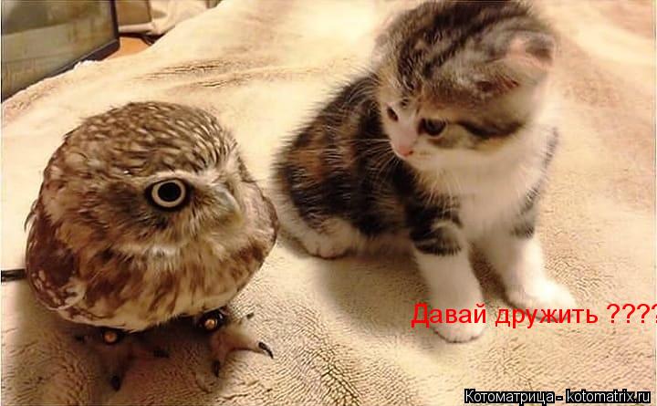Котоматрица: Давай дружить ?????