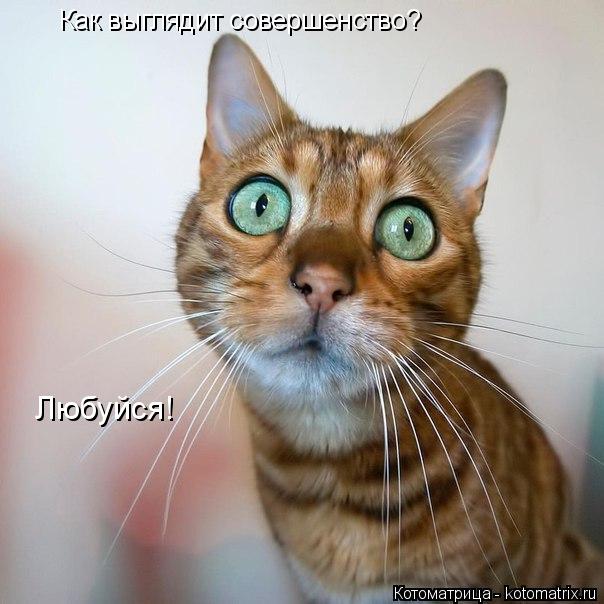 Котоматрица: Как выглядит совершенство? Любуйся!