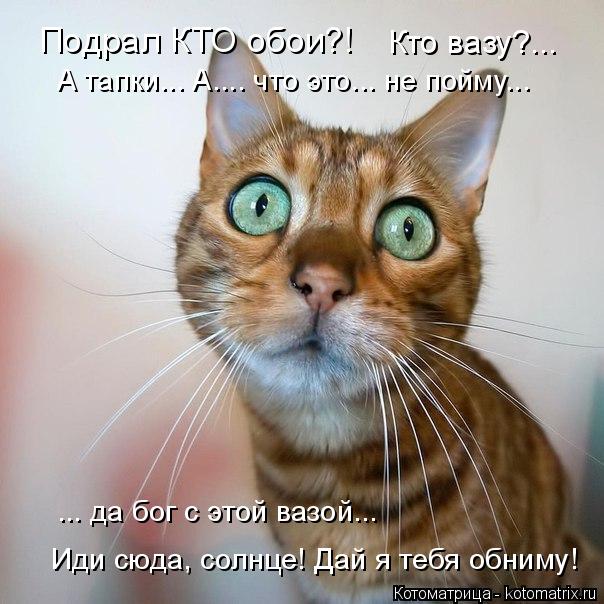 Котоматрица: Подрал КТО обои?! Кто вазу?... А тапки... А.... что это... не пойму... Иди сюда, солнце! Дай я тебя обниму! ... да бог с этой вазой...