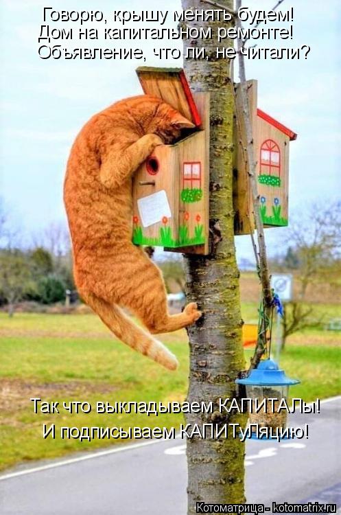 Котоматрица: Говорю, крышу менять будем! Дом на капитальном ремонте! Объявление, что ли, не читали? Так что выкладываем КАПИТАЛы! И подписываем КАПИТуЛяц?