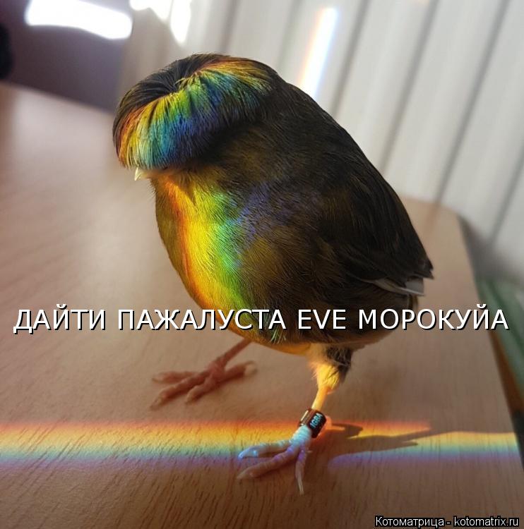 Котоматрица: ДАЙТИ ПАЖАЛУСТА EVE МОРОКУЙА