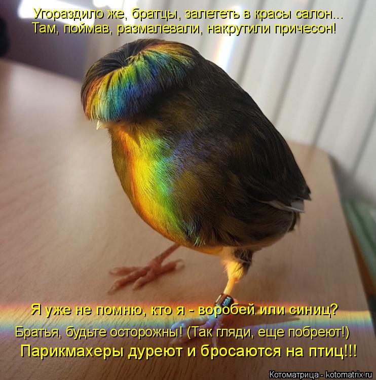 Котоматрица: Угораздило же, братцы, залететь в красы салон... Парикмахеры дуреют и бросаются на птиц!!! Братья, будьте осторожны! (Так гляди, еще побреют!) Т?