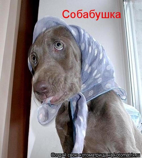 Котоматрица: Собабушка