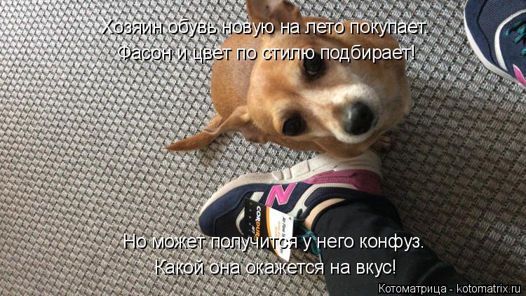 Котоматрица: Хозяин обувь новую на лето покупает. Фасон и цвет по стилю подбирает! Какой она окажется на вкус! Но может получится у него конфуз.