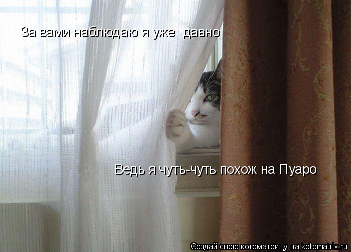 Котоматрица: За вами наблюдаю я уже  давно Ведь я чуть-чуть похож на Пуаро