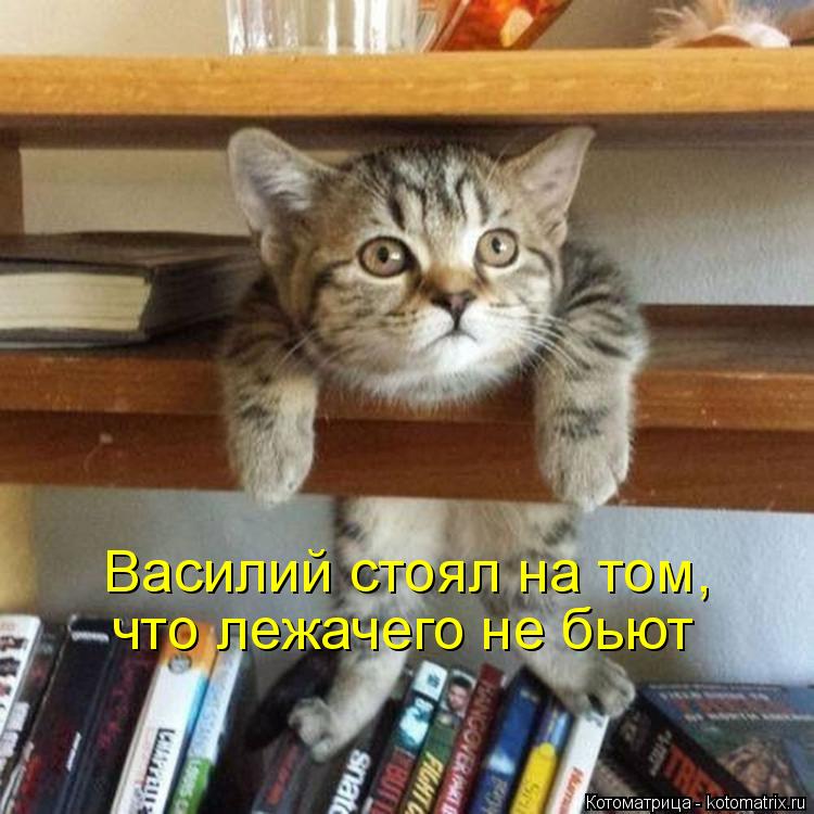 Котоматрица: что лежачего не бьют Василий стоял на том,