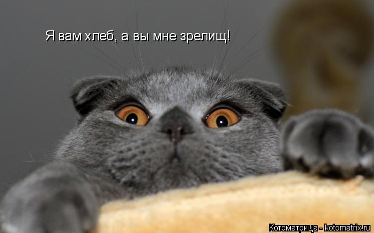 Котоматрица: Я вам хлеб, а вы мне зрелищ!
