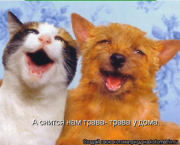 Котоматрица: А снится нам трава- трава у дома...