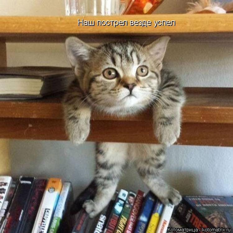 Котоматрица: Наш пострел везде успел