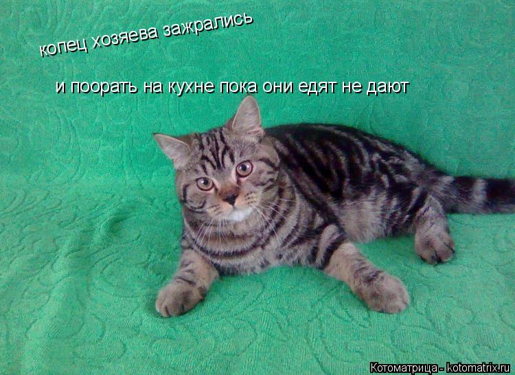 копец хозяева зажрались и поорать на кухне пока они едят не дают... Котоматрица: копец хозяева зажрались и поорать на кухне пока они едят не дают