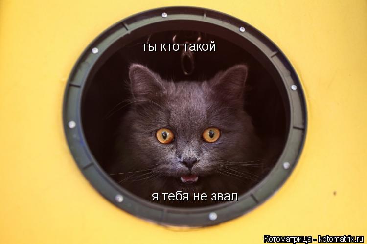 ты кто такой я тебя не звал... Котоматрица: ты кто такой я тебя не звал