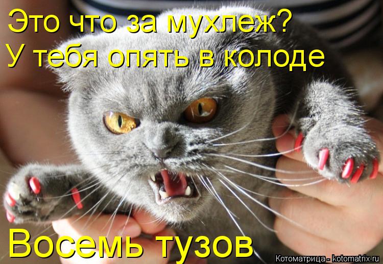 Котоматрица: Это что за мухлеж? У тебя опять в колоде Восемь тузов