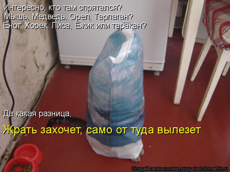 Котоматрица: Интересно, кто там спрятался? Мышь, Медведь, Орел, Тарпаган? Енот, Хорек, Лиса, Ёжик или таракан? Да какая разница,  Жрать захочет, само от туда 