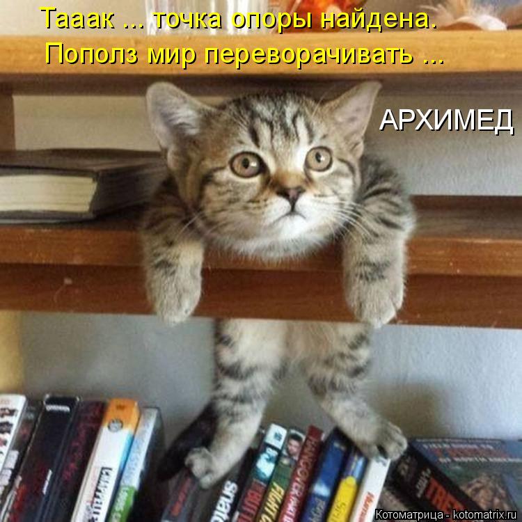 Котоматрица: Тааак ... точка опоры найдена. Пополз мир переворачивать ... АРХИМЕД