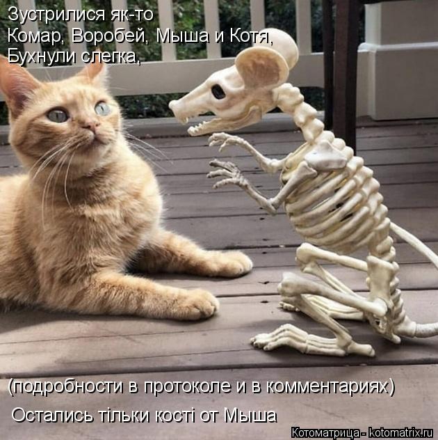 Котоматрица: Зустрилися як-то  Комар, Воробей, Мыша и Котя, Бухнули слегка,  (подробности в протоколе и в комментариях) Остались тiльки костi от Мыша