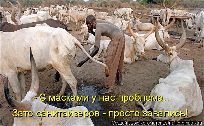 Котоматрица: Зато санитайзеров - просто завались!  - С масками у нас проблема...