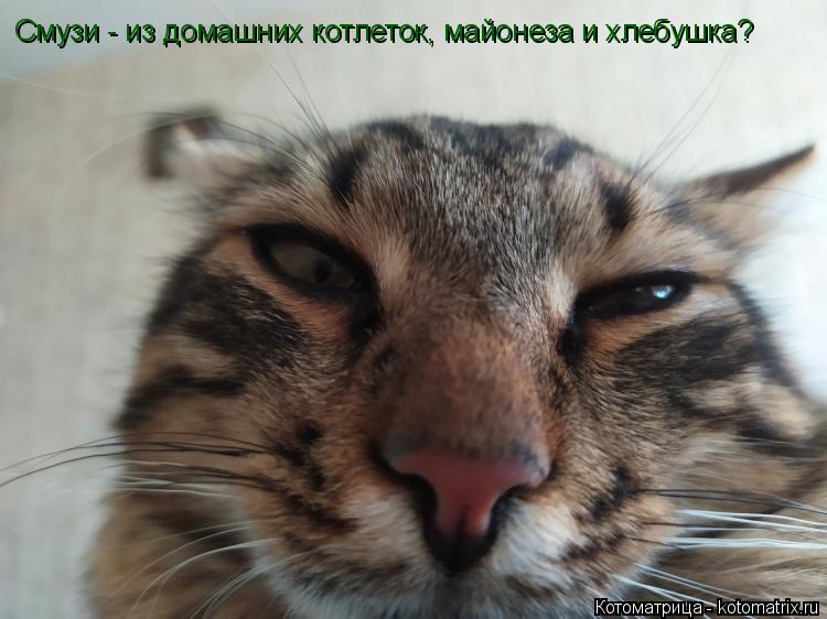 Котоматрица: Смузи - из домашних котлеток, майонеза и хлебушка?