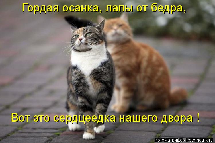 Котоматрица: Гордая осанка, лапы от бедра, Вот это сердцеедка нашего двора !