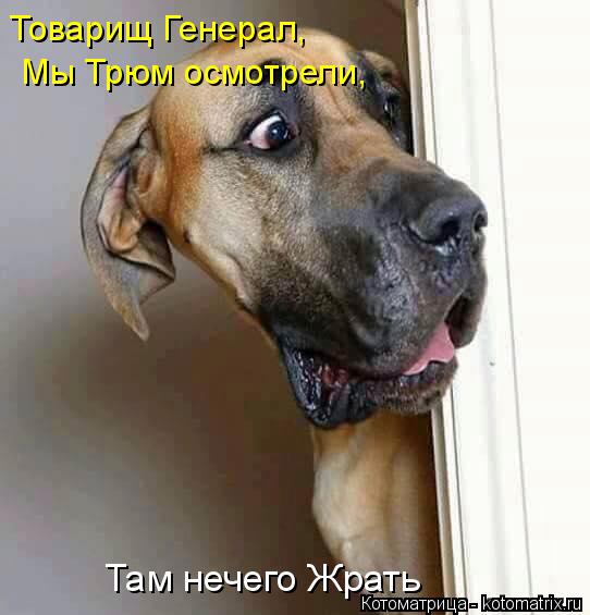 Котоматрица: Товарищ Генерал,  Мы Трюм осмотрели,  Там нечего Жрать
