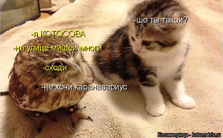 Котоматрица: -шо ты такои? -я КОТОСОВА -на улице мишеи многи -сходи -не хочи каранавариус
