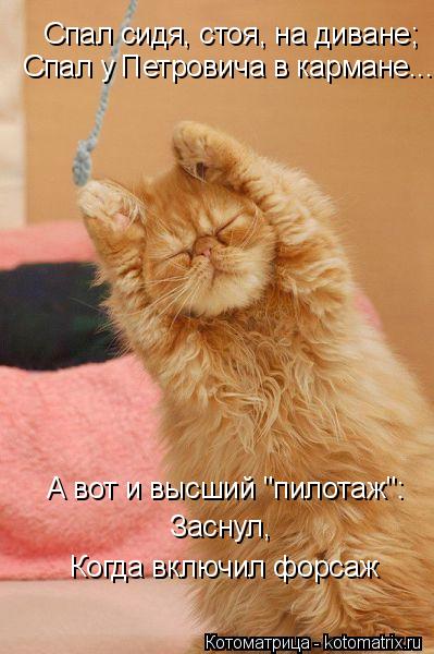 Котоматрица: Спал сидя, стоя, на диване; Спал у Петровича в кармане...  А вот и высший "пилотаж": Заснул,  Когда включил форсаж