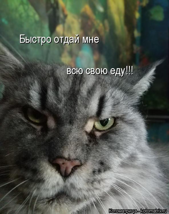 Котоматрица: Быстро отдай мне всю свою еду!!!