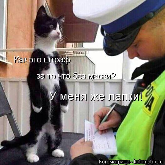 Котоматрица: Как это штраф, за то что без маски? У меня же лапки!