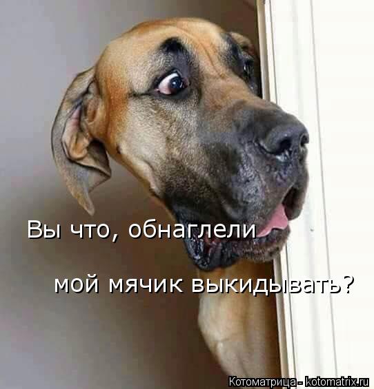Котоматрица: Вы что, обнаглели  мой мячик выкидывать?