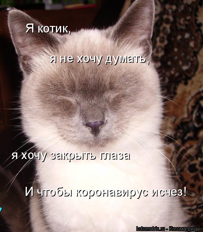 Я котик, я не хочу думать , И чтобы коронавирус исчез! я хочу закрыть глаза... Котоматрица: Я котик, я не хочу думать , И чтобы коронавирус исчез! я хочу закрыть глаза