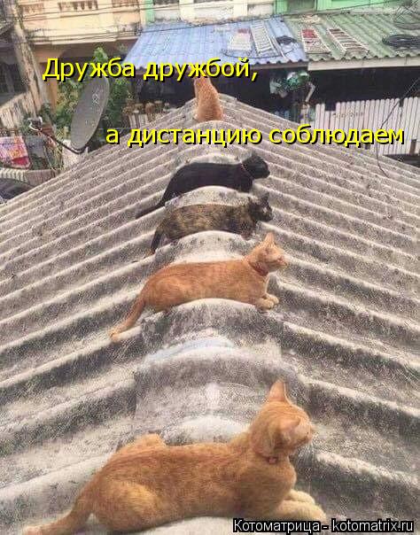 Котоматрица: Дружба дружбой,  а дистанцию соблюдаем