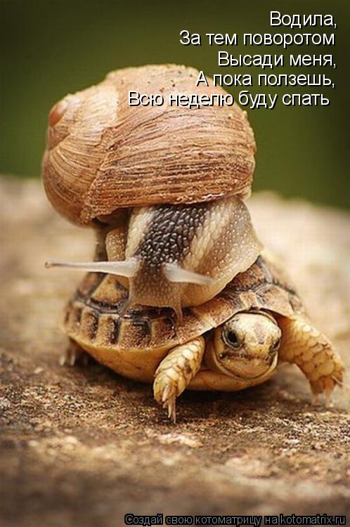 Котоматрица: Водила, За тем поворотом Высади меня, А пока ползешь,  Всю неделю буду спать
