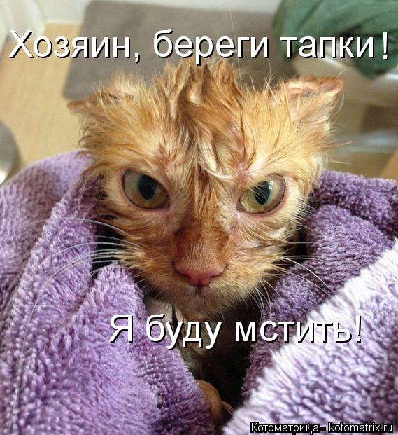 Котоматрица: Хозяин, береги тапки ! Я буду мстить!