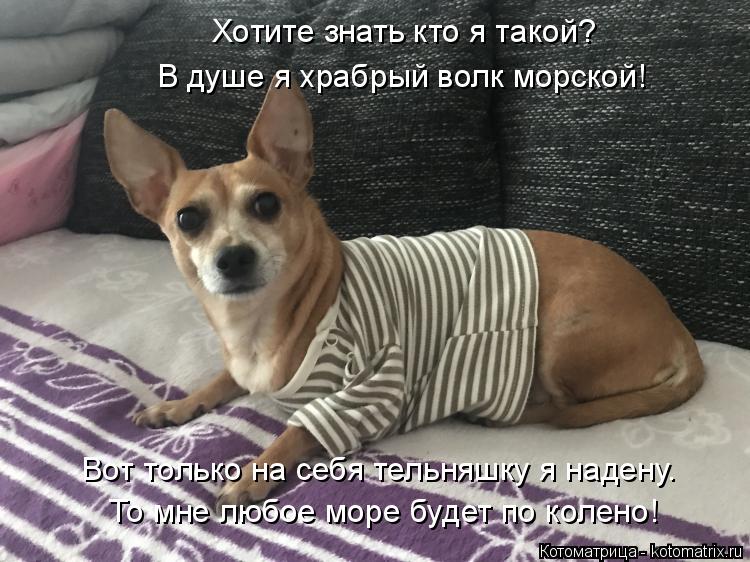 Котоматрица: В душе я храбрый волк морской! Хотите знать кто я такой? То мне любое море будет по колено! Вот только на себя тельняшку я надену.