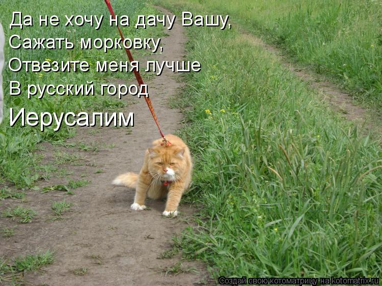 Да не хочу на дачу Вашу, Сажать морковку, Отвезите меня лучше В русский город Иерусалим... Котоматрица: Да не хочу на дачу Вашу, Сажать морковку, Отвезите меня лучше В русский город Иерусалим
