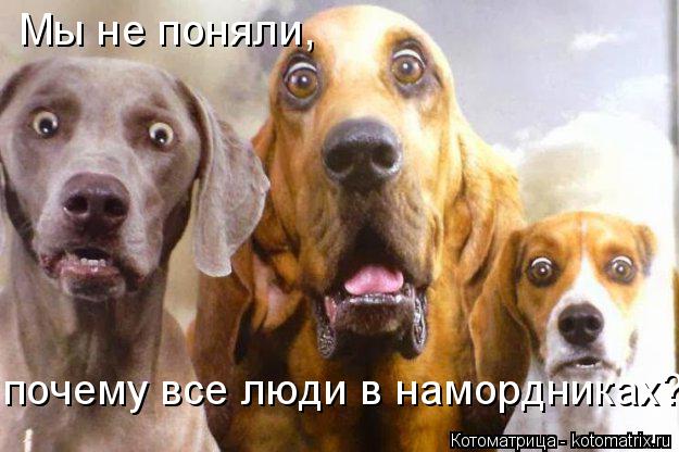Мы не поняли, почему все люди в намордниках?... Котоматрица: Мы не поняли, почему все люди в намордниках?