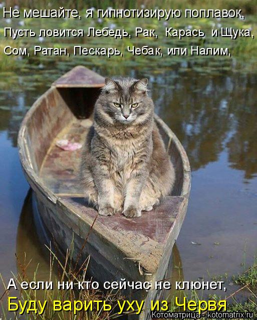 Котоматрица: Не мешайте, я гипнотизирую поплавок,  Пусть ловится Лебедь, Рак,  Карась  и Щука,  Сом, Ратан, Пескарь, Чебак, или Налим,  Буду варить уху из Черв