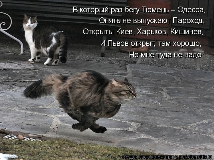 В который раз бегу Тюмень – Одесса, Опять не выпускают Пароход, Открыты Киев, Харьков, Кишинев, И Льв... Котоматрица: В который раз бегу Тюмень – Одесса, Опять не выпускают Пароход, Открыты Киев, Харьков, Кишинев, И Львов открыт, там хорошо, Но мне туда не над