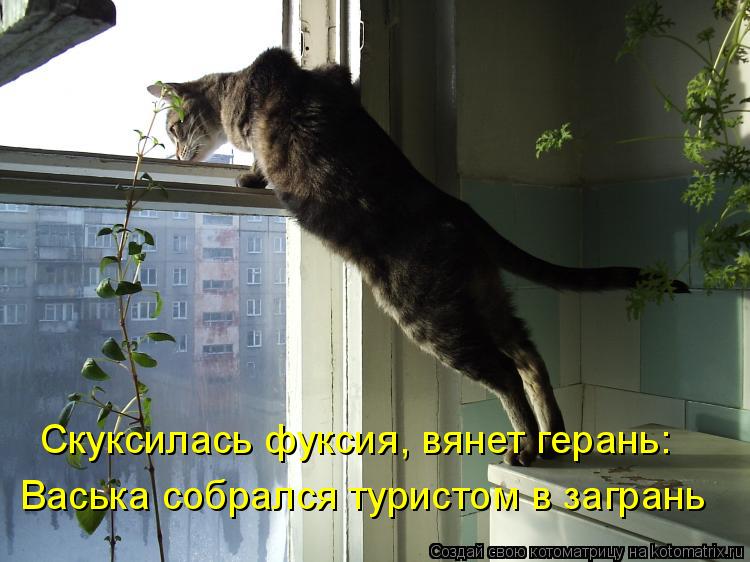 Скуксилась фуксия, вянет герань: Васька собрался туристом в загрань... Котоматрица: Скуксилась фуксия, вянет герань: Васька собрался туристом в загрань