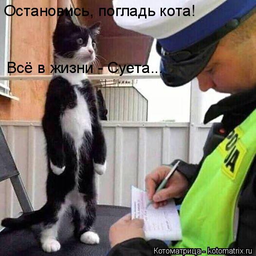 Всё в жизни - Суета... Остановись, погладь кота!... Котоматрица: Всё в жизни - Суета... Остановись, погладь кота!