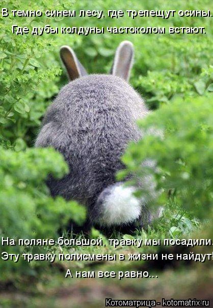 Где дубы колдуны частоколом встают. В темно синем лесу, где трепещут осины. На поляне большой, травку... Котоматрица: Где дубы колдуны частоколом встают. В темно синем лесу, где трепещут осины. На поляне большой, травку мы посадили. Эту травку полисмены в жиз