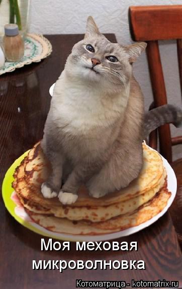 Моя меховая микроволновка... Котоматрица: Моя меховая микроволновка